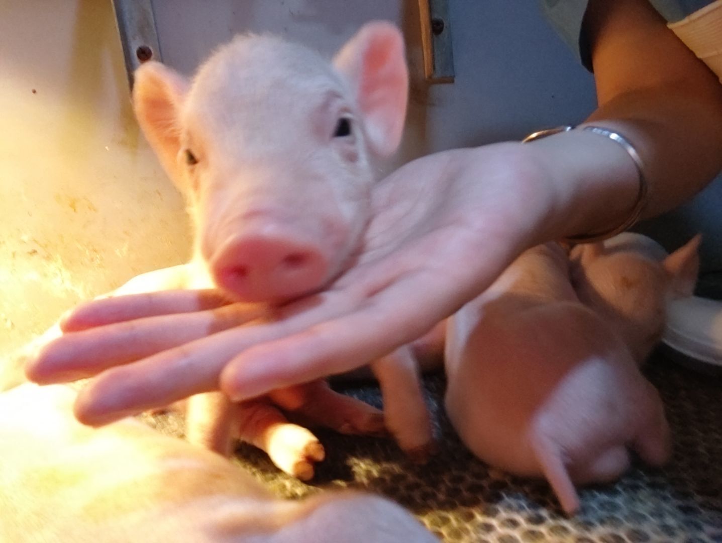 1631611531106368.jpg 1631611531106368.jpg