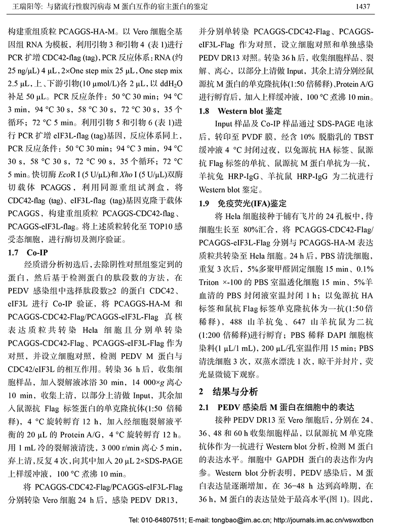 13-與豬流行性腹瀉病毒 M 蛋白互作的宿主蛋白的鑒定-4.jpg