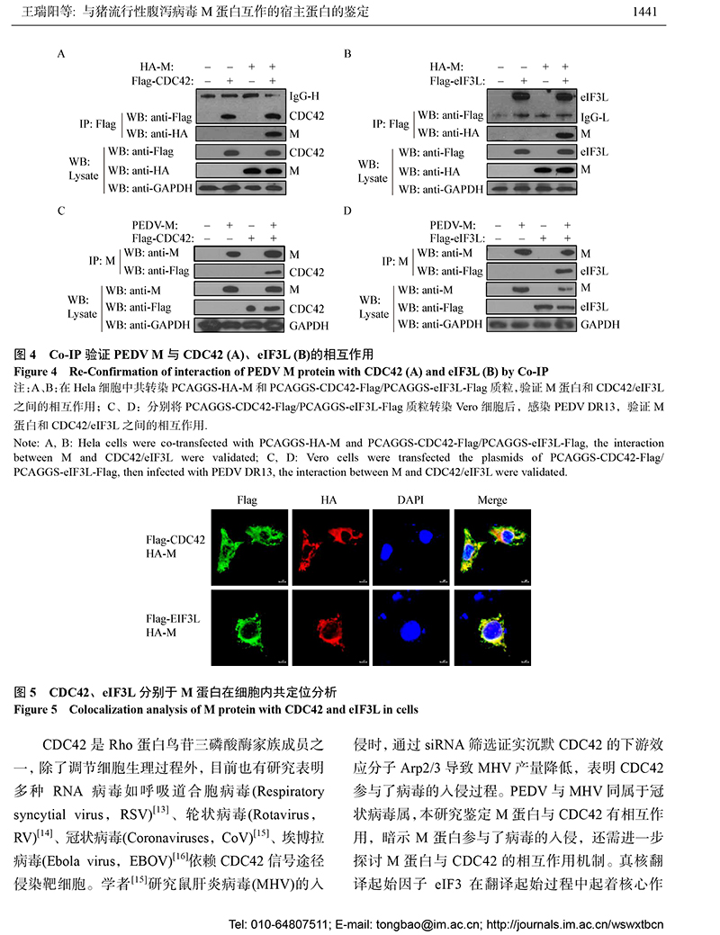 13-與豬流行性腹瀉病毒 M 蛋白互作的宿主蛋白的鑒定-8.jpg