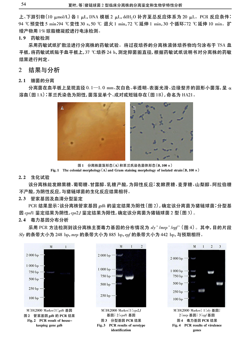 20、豬鏈球菌2型臨床分離株的分離鑒定和生物學特性分析_夏葉-3.jpg