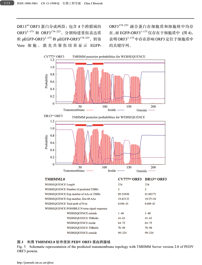 18、豬流行性腹瀉病毒ORF3蛋白-6.jpg
